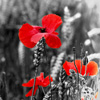 war military history remembrance