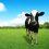 Project: Enterprise software for Dairy Australia