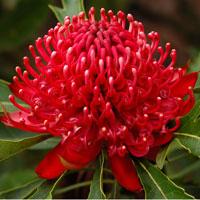 NSW taskforce to grow professional services