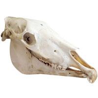 Dead horse strategies: when a project dies